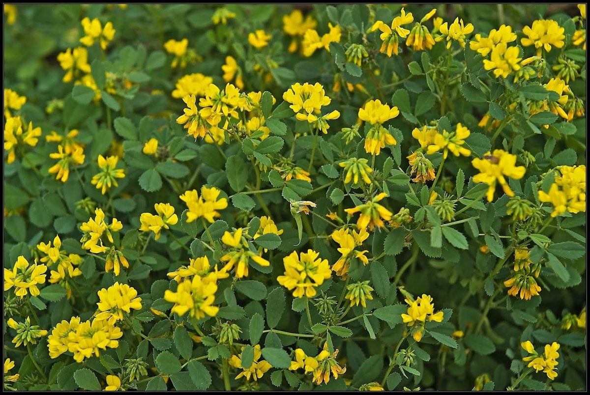 пажитник сенной