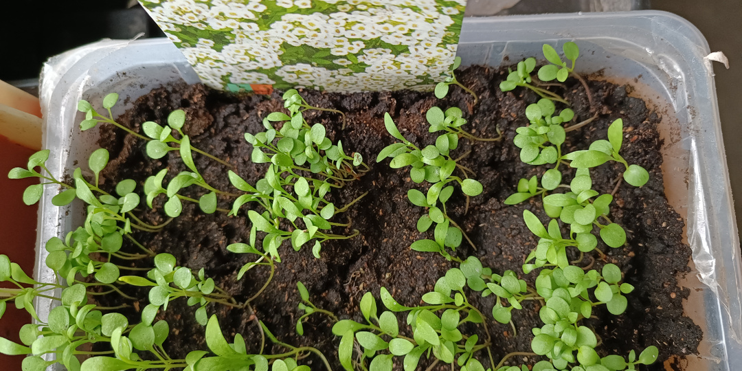 Почему алиссум всходит, подрастает и погибает. Главная ошибка при выращивании алиссума из семян