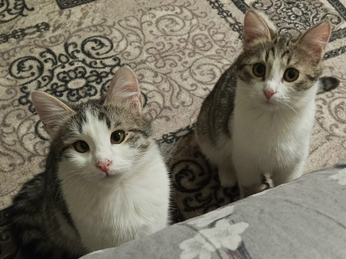 Котята очень симпатичные. Хорошо, что у них появился шанс стать домашними. Этим двум дали клички Саня (косенький) и Сава.