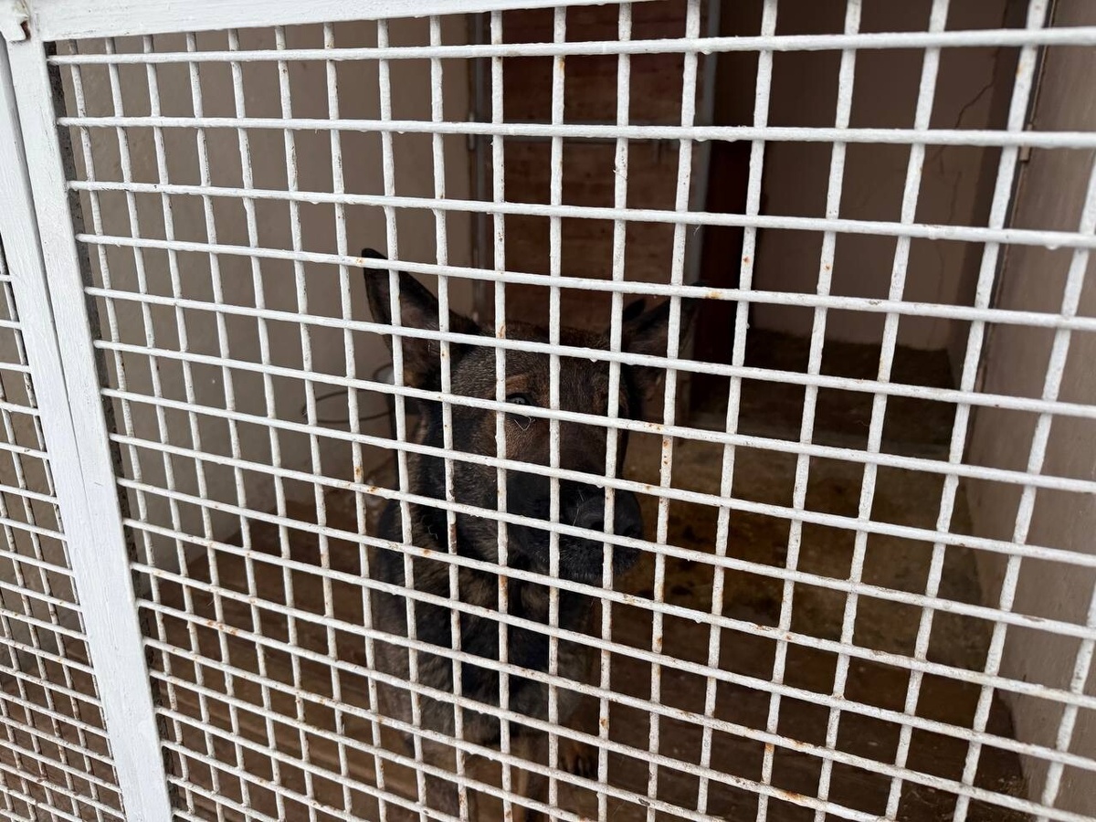 Фото: Neva.Today