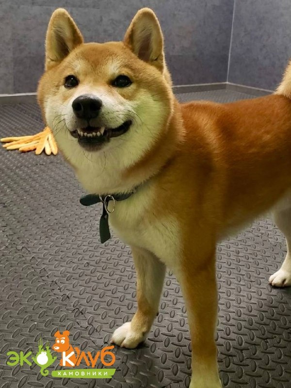 Довольный пес - наша работа