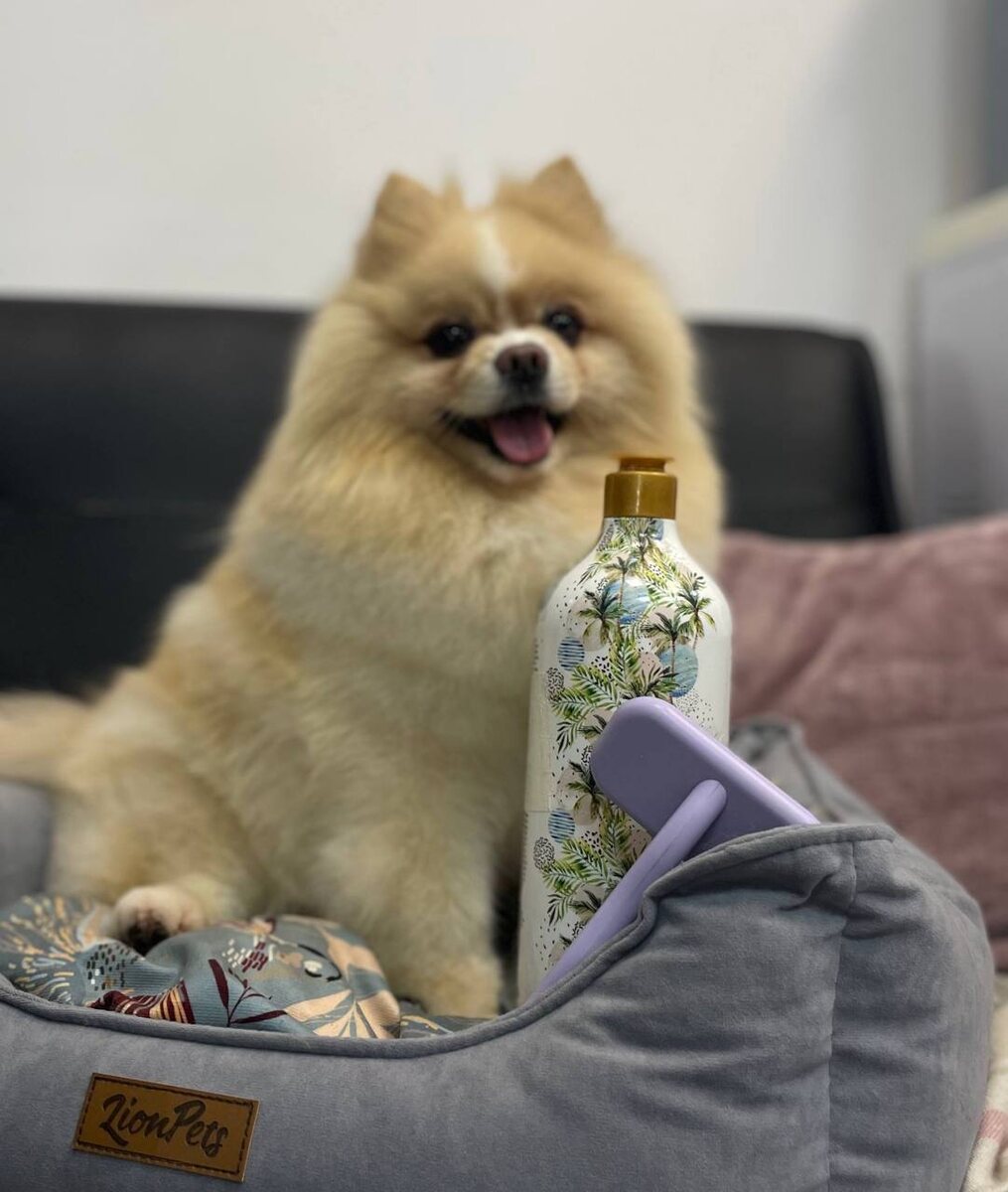 Увлажняющая уходовая косметика важна для шпицев в отопительный сезон