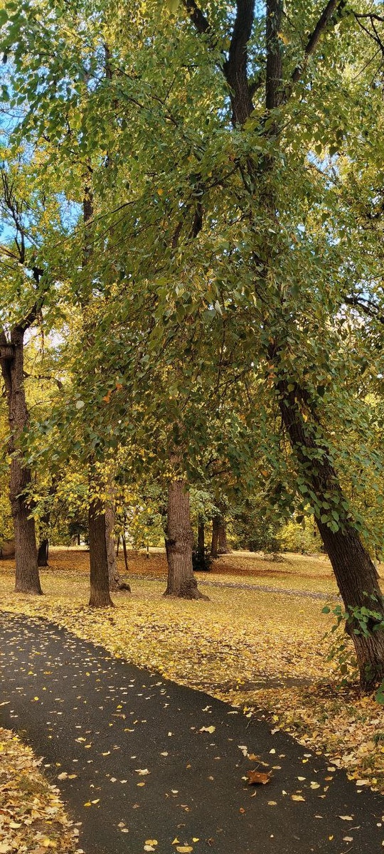 Так красиво уходит осень