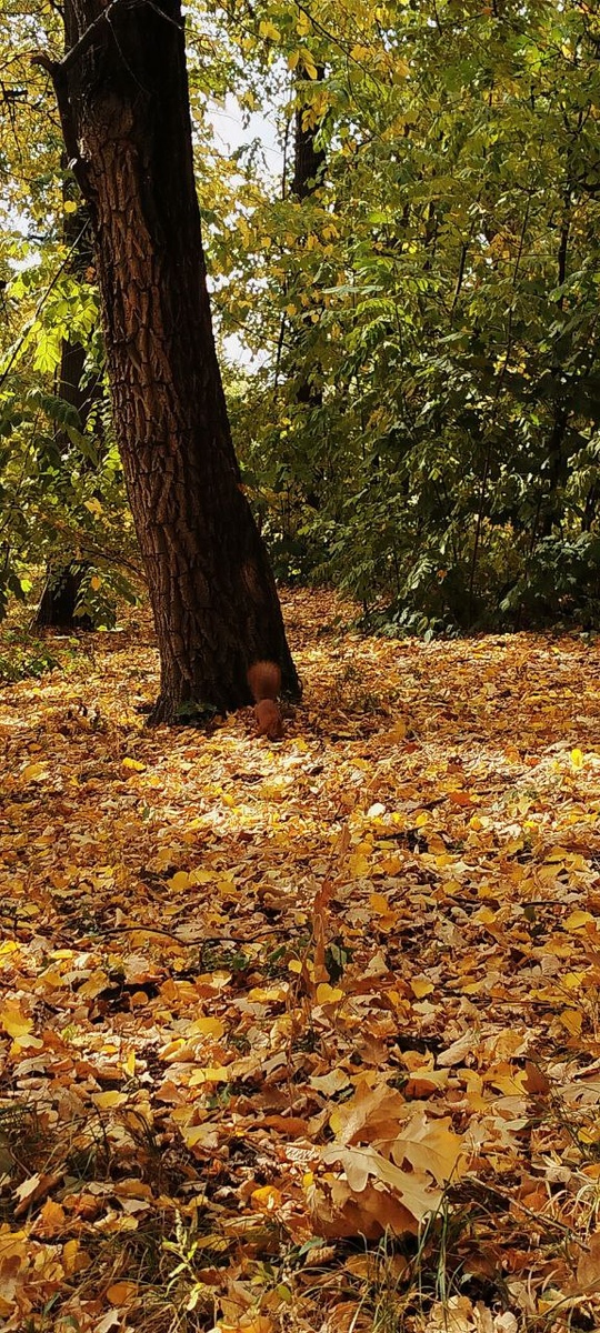 Он сохраняет свою историческую ценность и продолжает привлекать туристов и местных жителей своей природной красотой и уютной атмосферой.