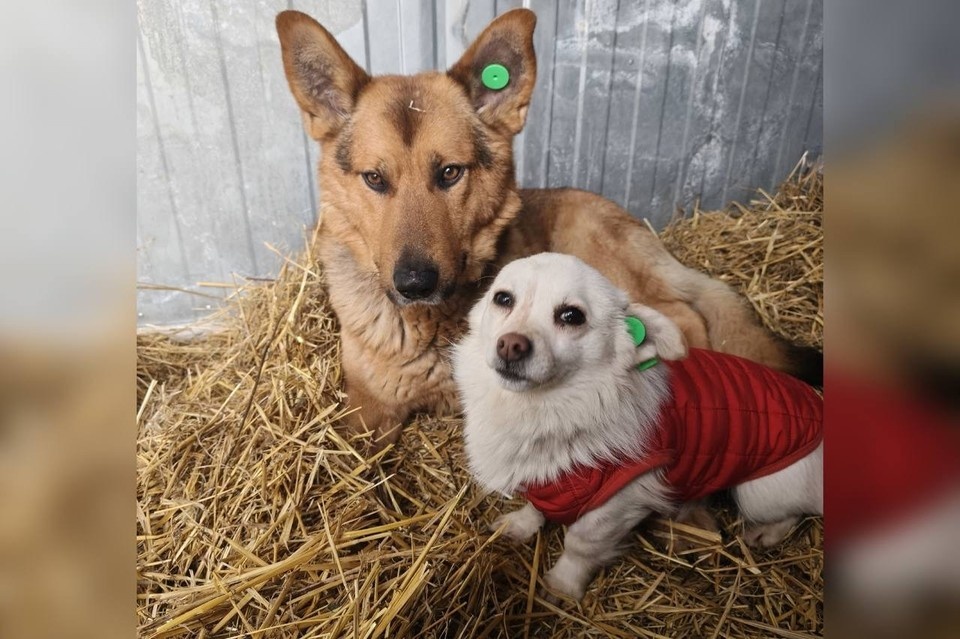    Пес, выросший у цыган, и собака, потерявшая хозяина, вот уже полтора года — неразлучная пара. Их история покорила соцсети Тольятти. Фото: предоставлено «КП-Самара»
