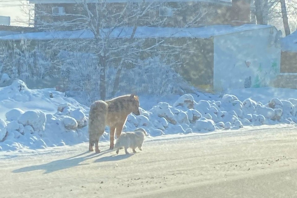    Идут, не отставая ни на шаг. Даже в пути Тяпа не сводит глаз с Тимки. Фото: предоставлено «КП-Самара»
