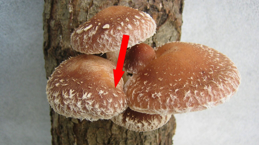    Отравился популярными грибами и не заметил опасности