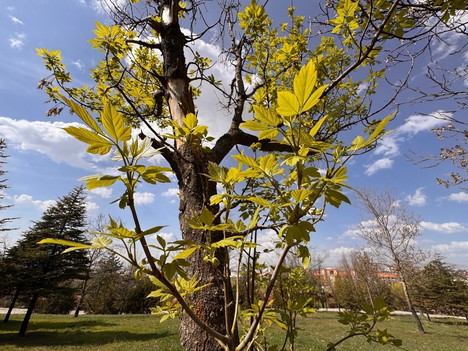    Рослесхоз хочет приравнять американский клен к борщевику из-за опасности. Фото: butterfly's dream/Shutterstock/Fotodom