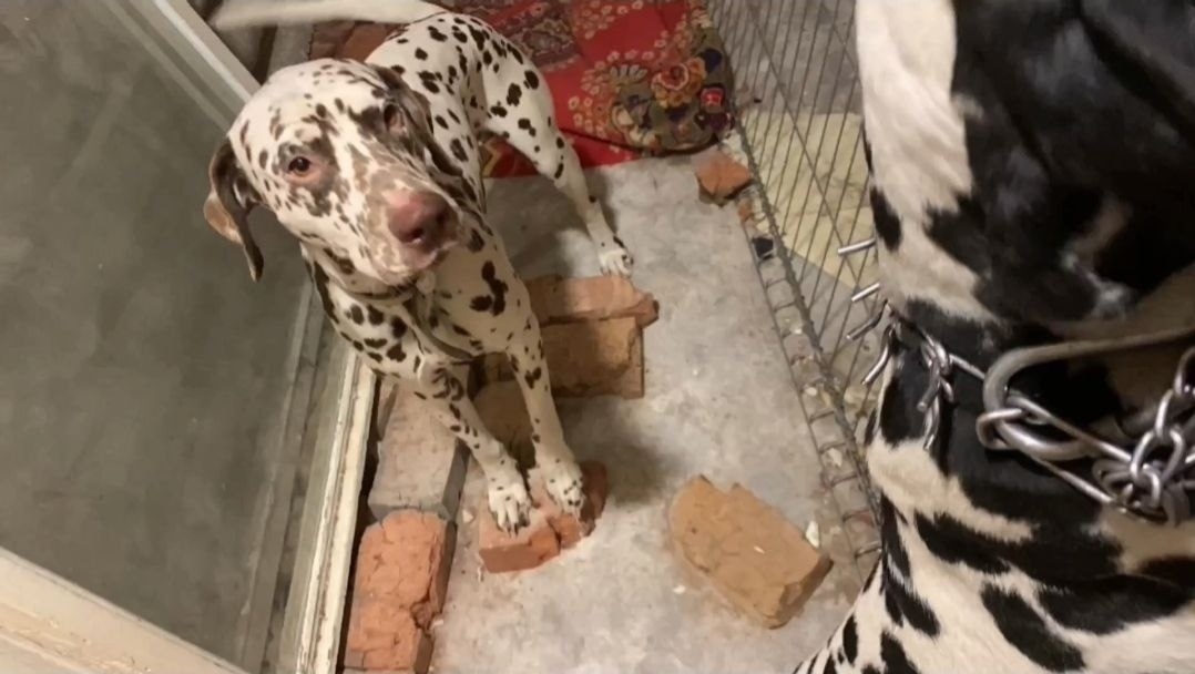 Это голос в память о спасенной семье далматинцев!