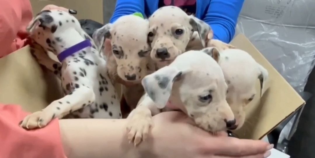 ДРУЗЬЯ, БИТВА ПРОДОЛЖАЕТСЯ! НАМ НУЖЕН ВАШ ГОЛОС КАЖДЫЙ ДЕНЬ!