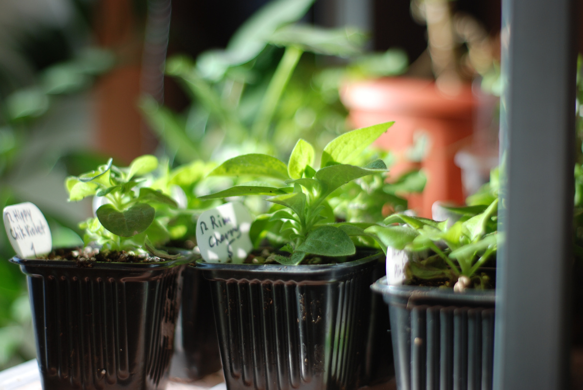 Рассада петунии, автор фото Мария Хижа