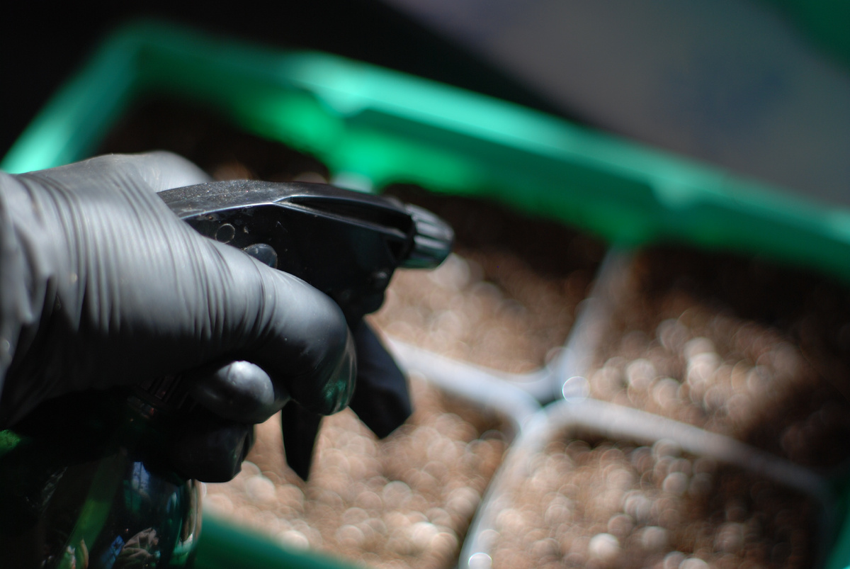 Опрыскивание. Автор фото Мария Хижа 