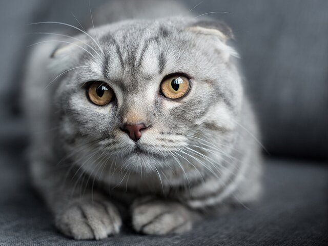    Фото: depositphotos/IgorVetushko