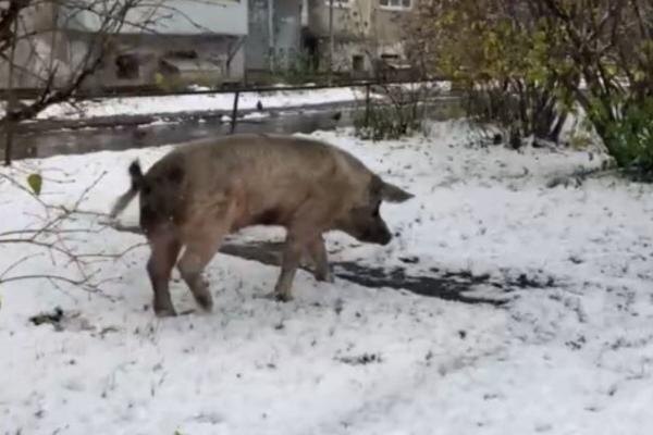 "Свинячий патруль": на Урале хрюши вытесняют собак, кошек и... мигрантов