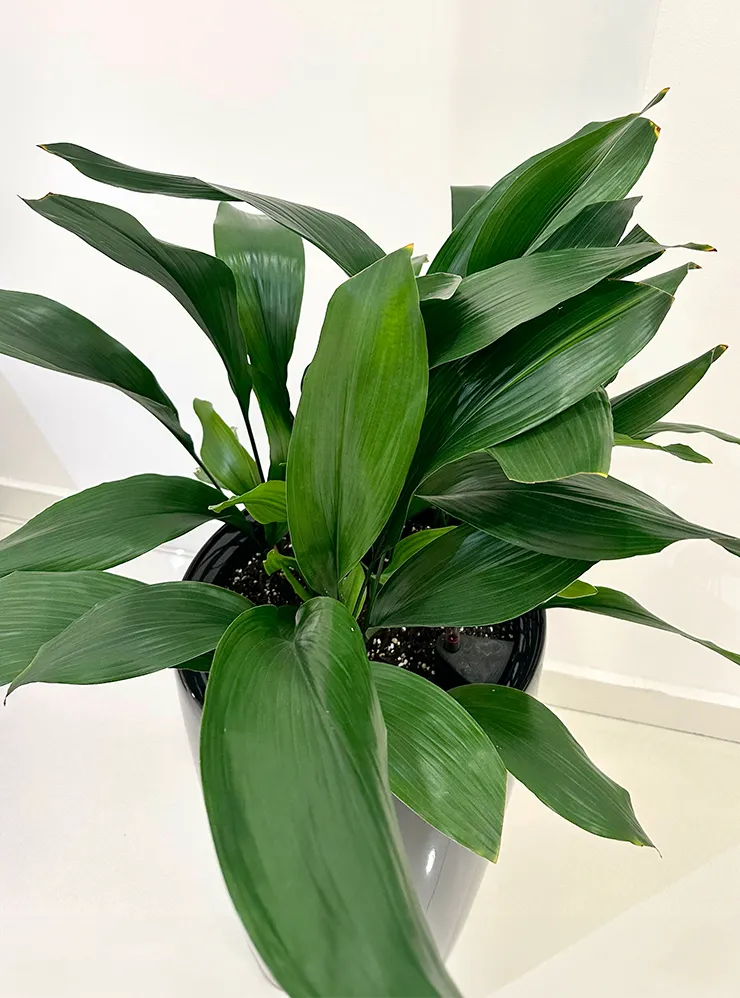 Шикарные листья делают аспидистру украшением любого интерьера