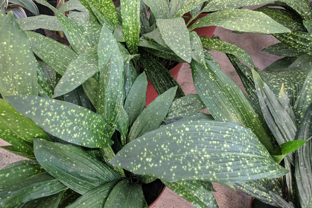 Вариегатным сортам нужно больше света. Иначе листья со временем начнут зеленеть, теряя окрас. © sharohyip / Shutterstock / FOTODOM