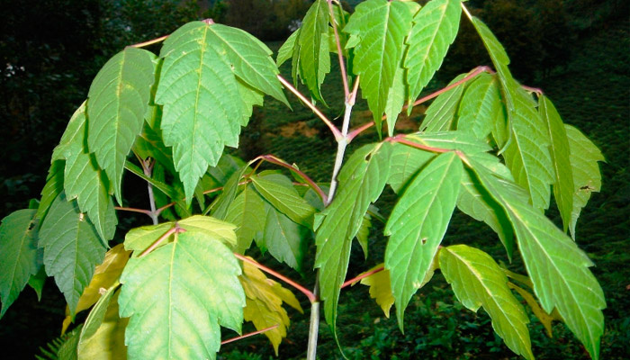 Американский клен. Фото: wikimedia.org