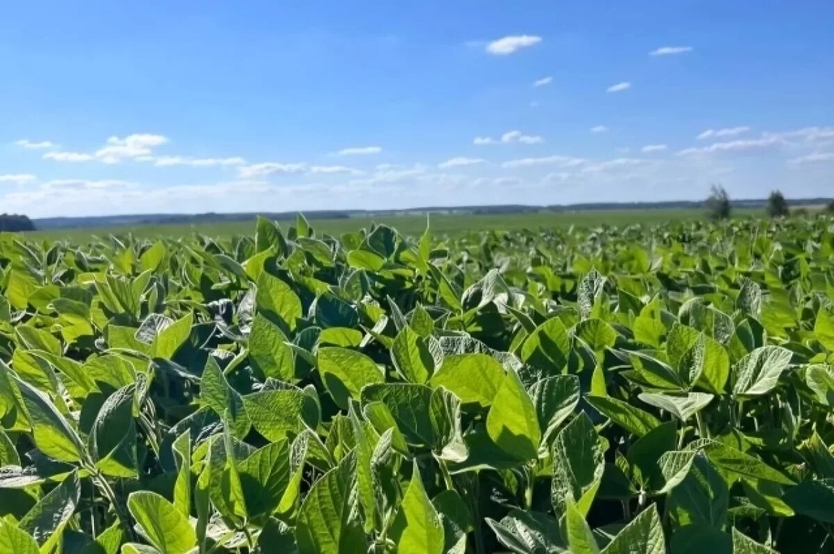    В две десятки: Калужская область вошла список по двум сельхоз направлениям