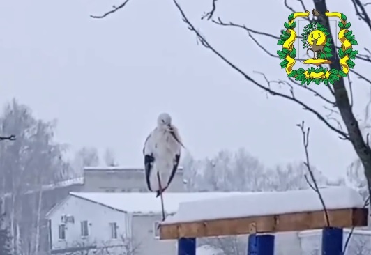    Пернатому уже успели дать имя Гера
