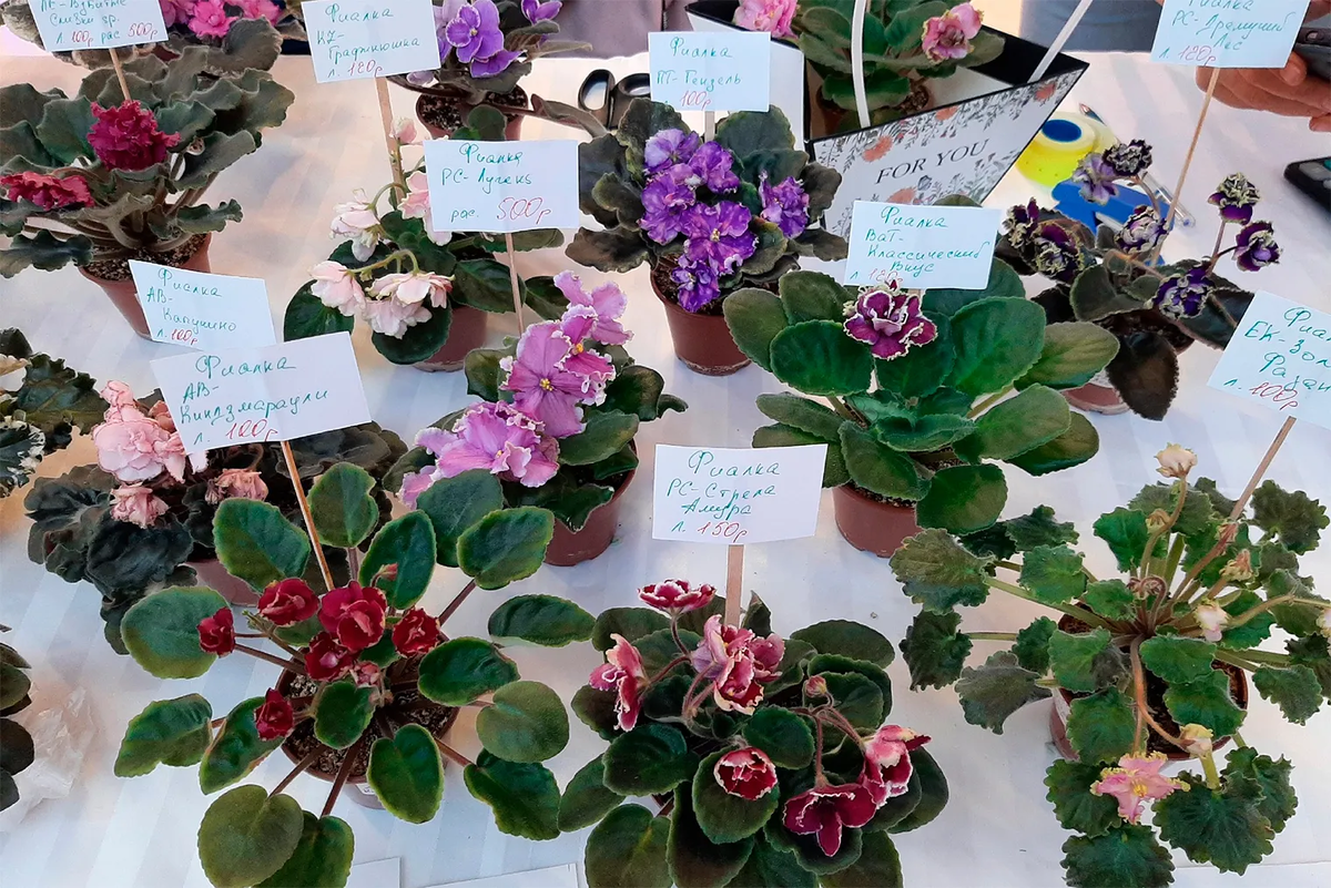 От обилия фиалок на выставках разбегаются глаза. Фотография: Светлана Жильцова