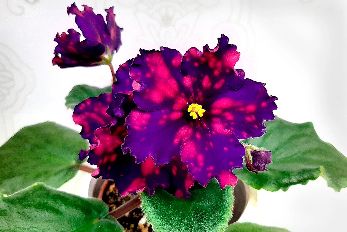 «РС-метагалактика», необычная расцветка в горошек. Фотография: Светлана Жильцова