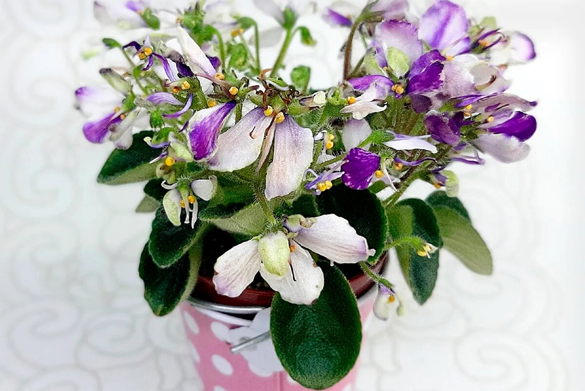 Фиалки с необычной формой цветов «оса», «СК-вьюнок» и hunter’s viper. Фотография: Светлана Жильцова