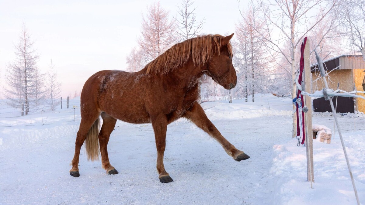    Фото: Федор Воронов / «Ямал-Медиа»
