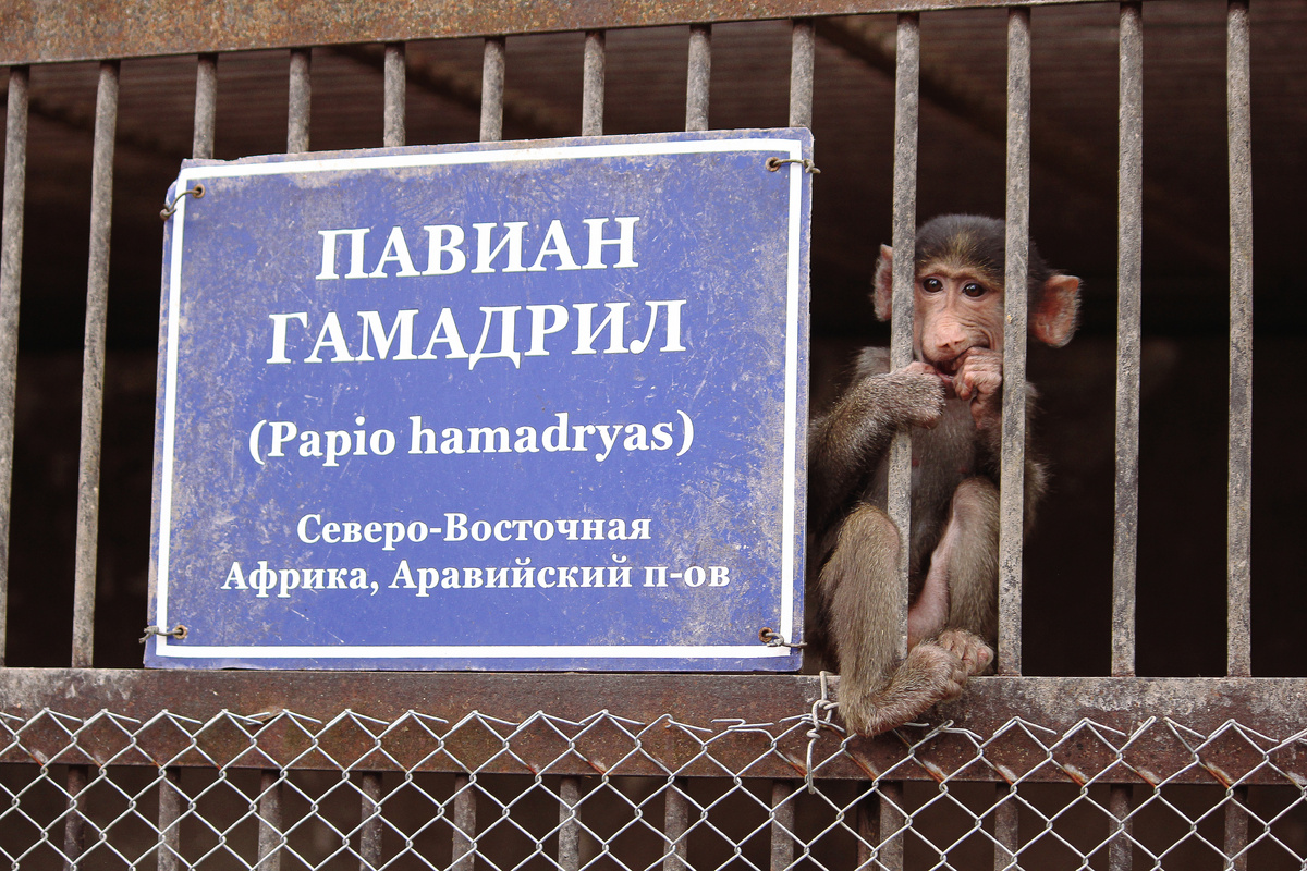 Фотограф Тамара Прибойченко. Абхазия, г. Сухум, гора Трапеция, 17.