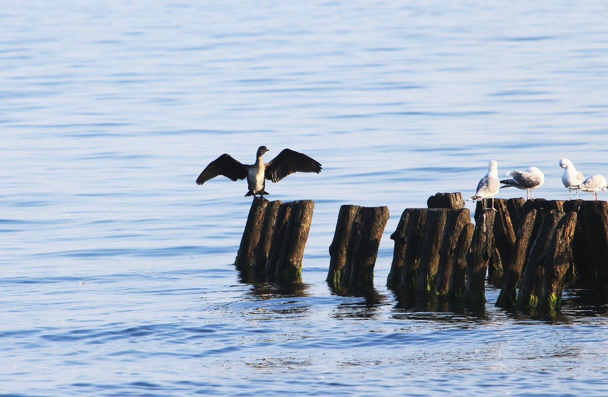 Птицы на волнорезе в Балтийском море © Sputnik