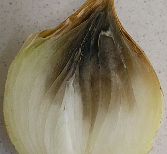 Тихий враг в луковице: почему лук гниёт изнутри ещё на грядке