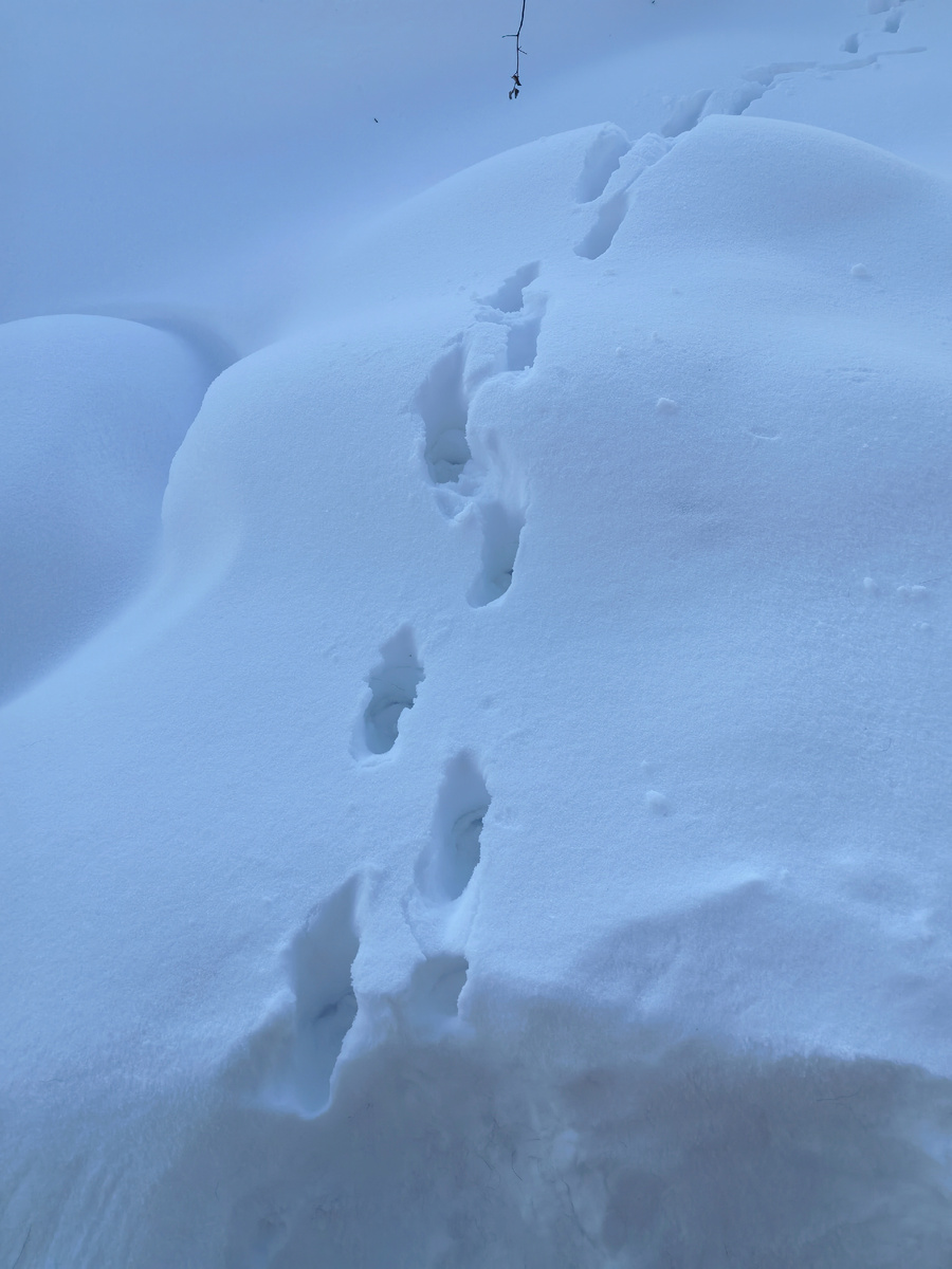 Кошка прошлась по сугробу