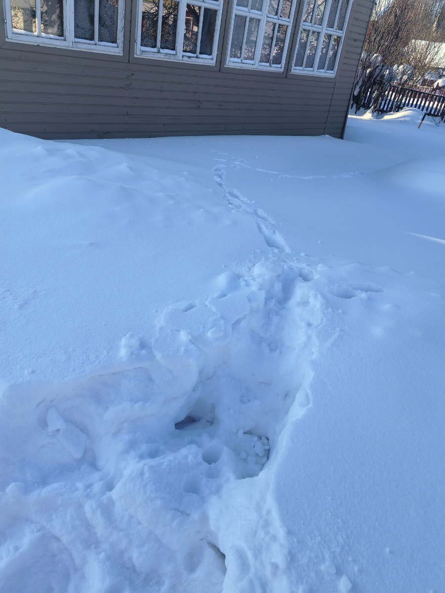 Кто-то из собак пытался гнаться за кошкой