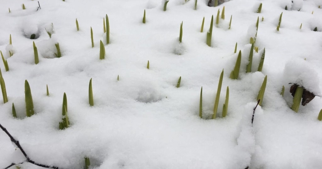 У предприятия "ДИВИЯ" в Ржевском округе заросла сорняками пашня