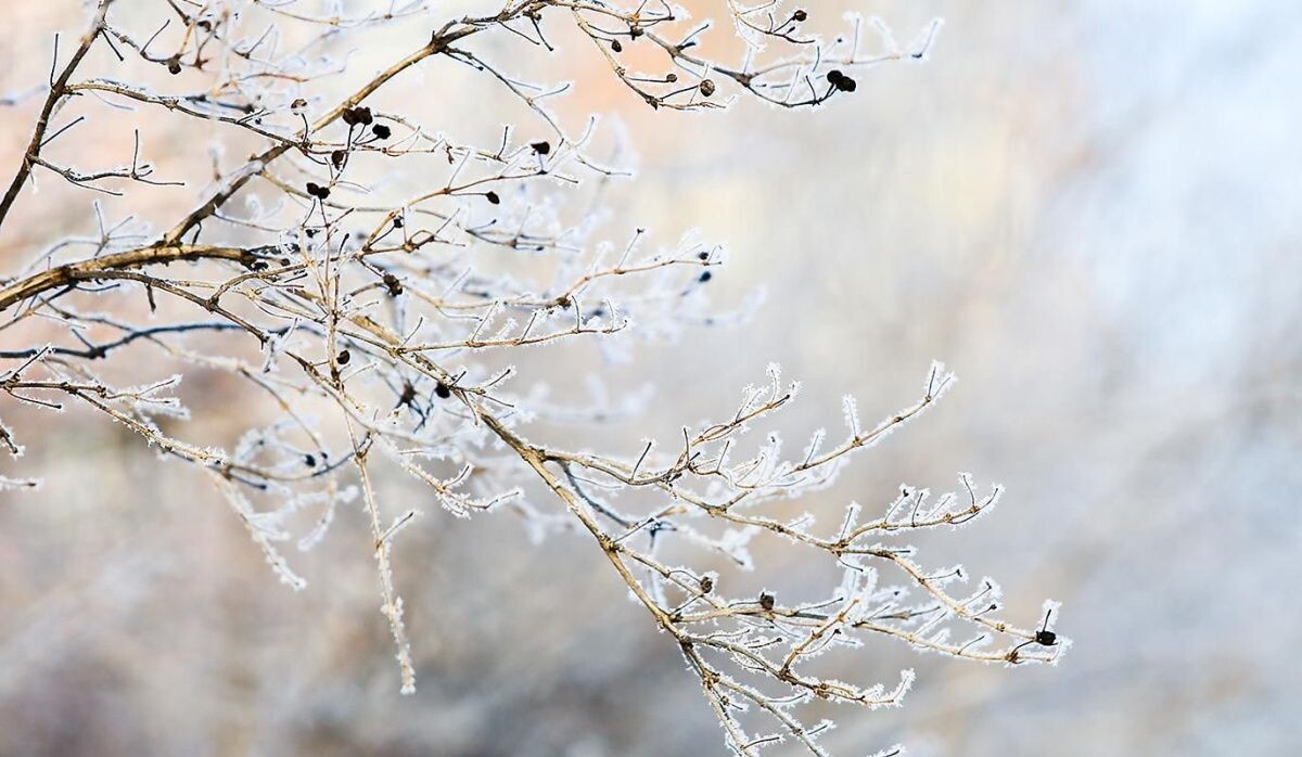     Морозная погода. Источник: mos ru Автор фото: Пресс-служба Мэра и Правительства Москвы