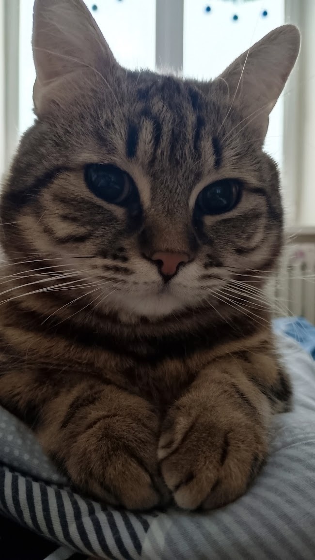 Мой кот Тиша, утро выходного дня, удостоил меня своим визитом. Но тут все просто, просит есть :-)