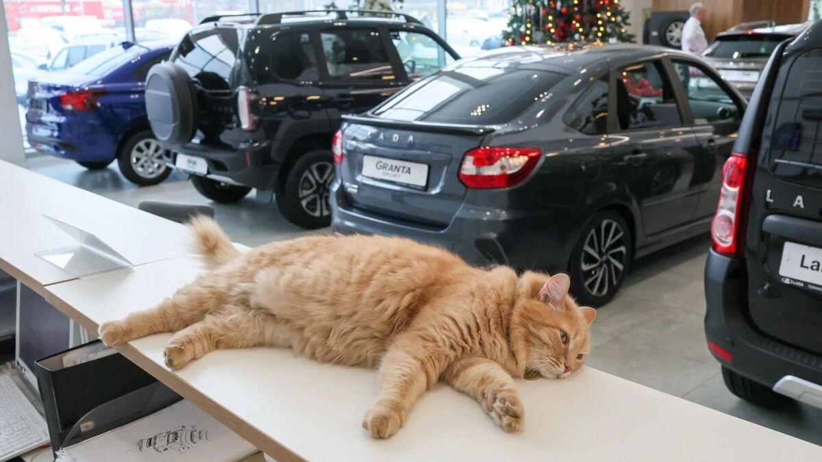    Продажи Lada обрушились в январе   Алексей Белкин/NEWS.ru/ТАСС