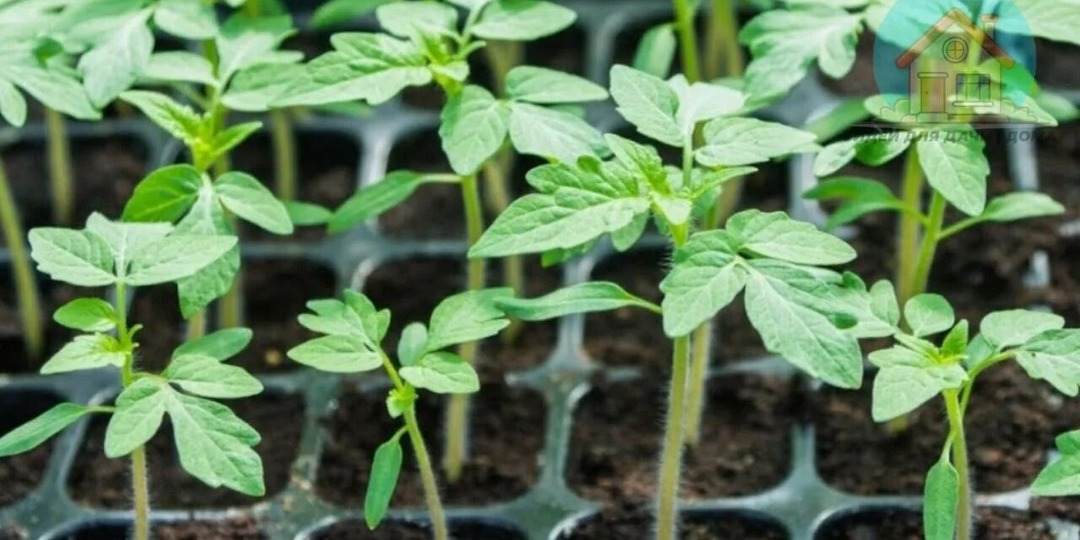 💪 Одна подкормка томатов за 15 минут — стебель толще спички. Рассада не вытянется даже без лампы