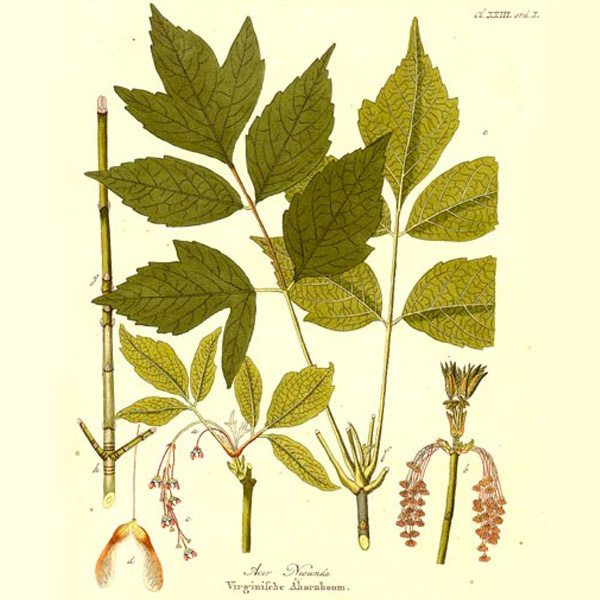 Как выглядят части клена ясенелистного (из ботанического справочника начала XIX века). Фото: wikimedia.org