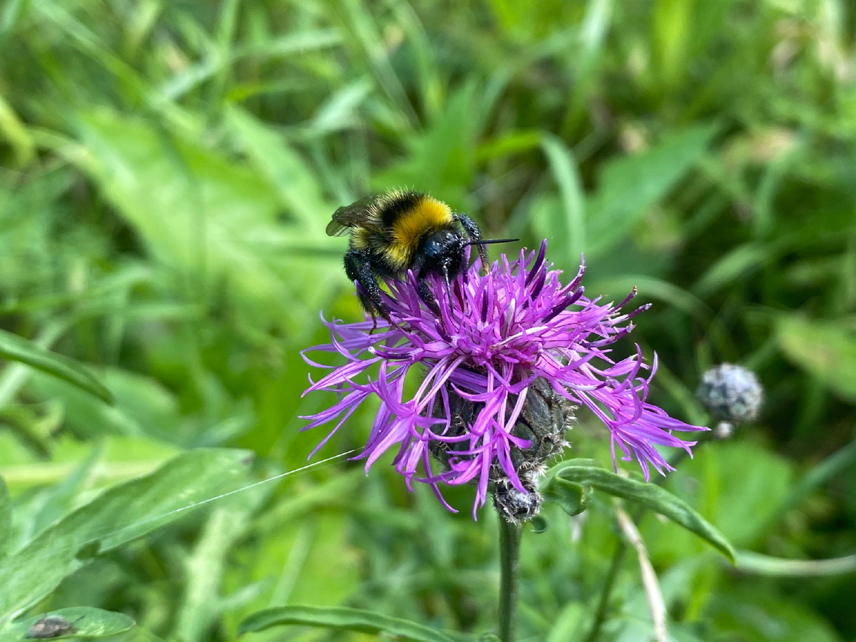 Василёк шероховатый (Centaurea scabiosa), а на нём Шмель-кукушка привязанный (Bombus bohemicus) 🐝 Все фото из архива автора 🤳