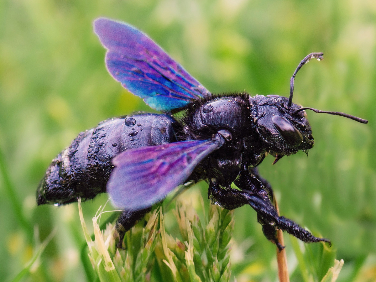 Пчела плотник обыкновенная xylocopa valga