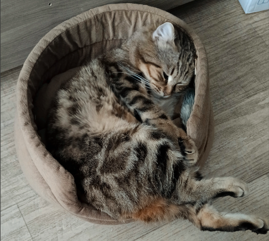 Тиша устал, спит.