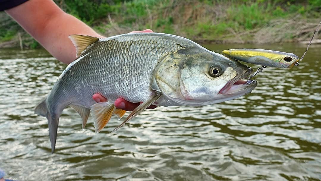 (фото из открытых источников)