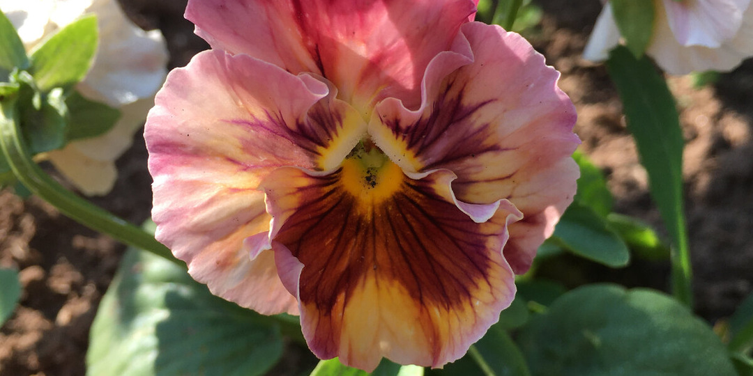 Что сею в феврале из овощей и цветов: личный список, который постоянно дополняется