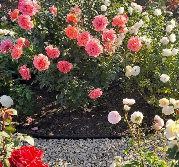 Розарий " Свита английской розы".