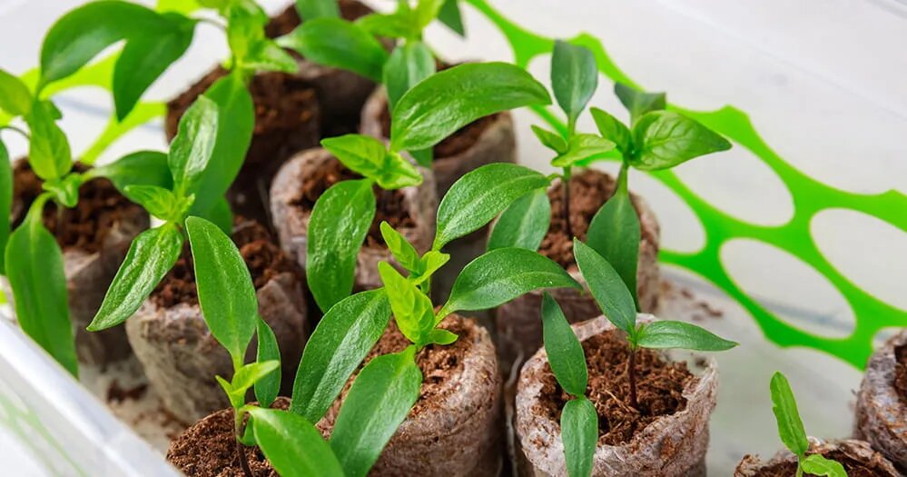 Мифы и ошибки в подкормке рассады, которые губят урожай