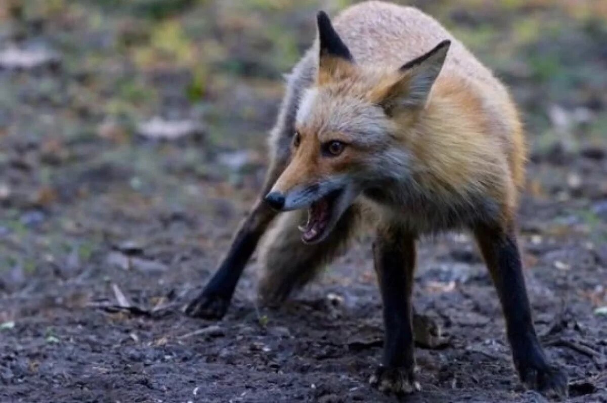    В селе Баймакского района Башкирии ввели карантин по бешенству