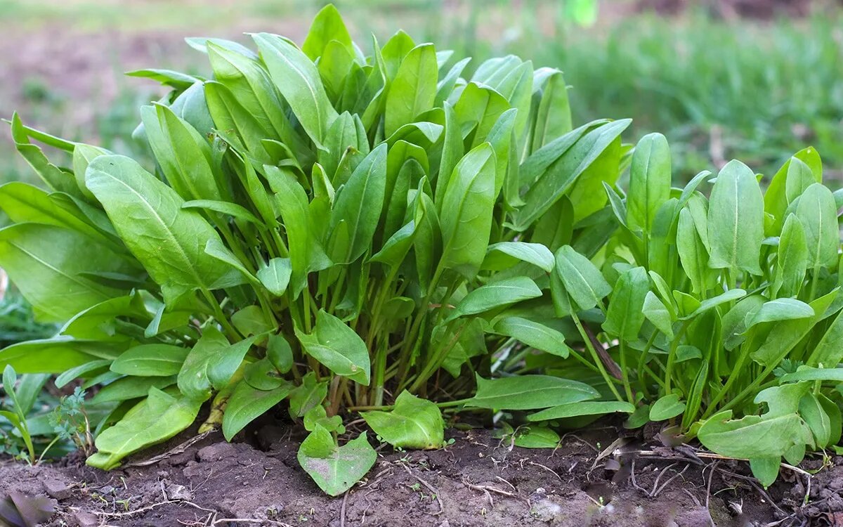 Щавель (Rumex acetosa)