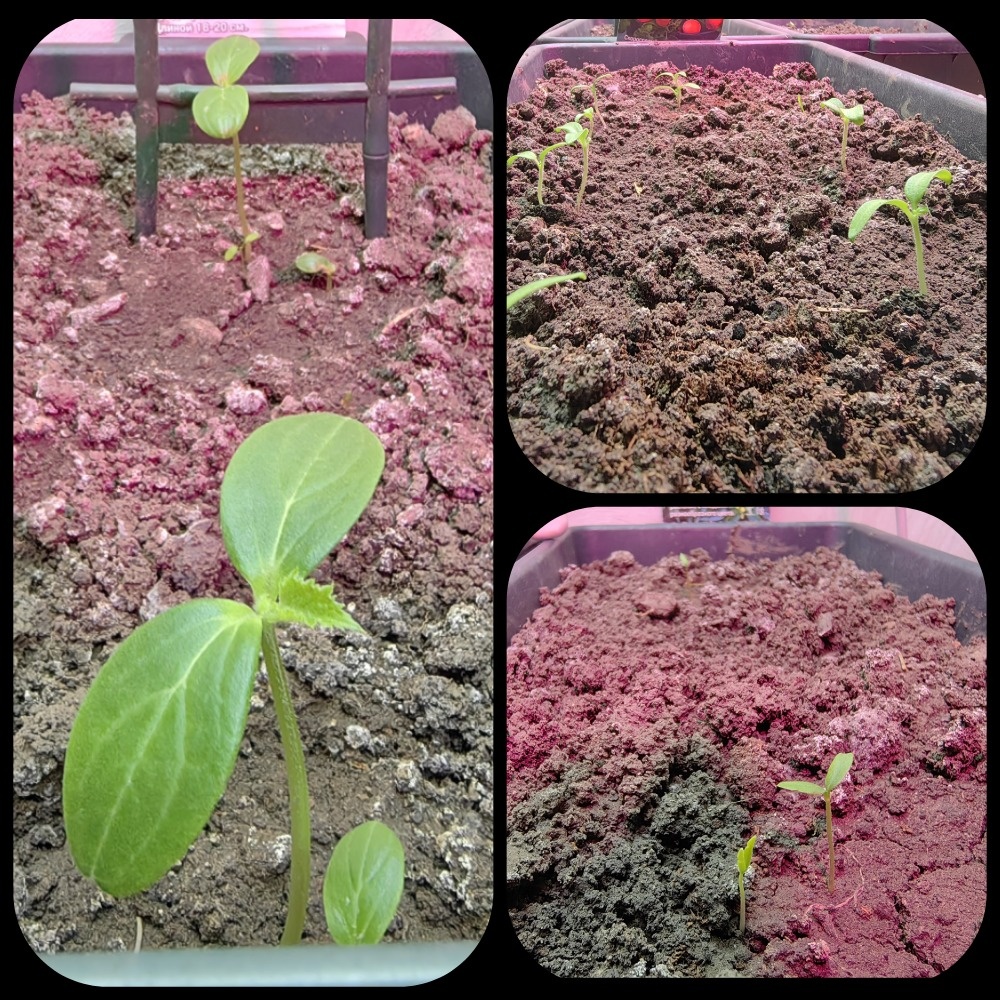 Слева огурцы. Справа сверху помидорки. Справа снизу перец острый. 