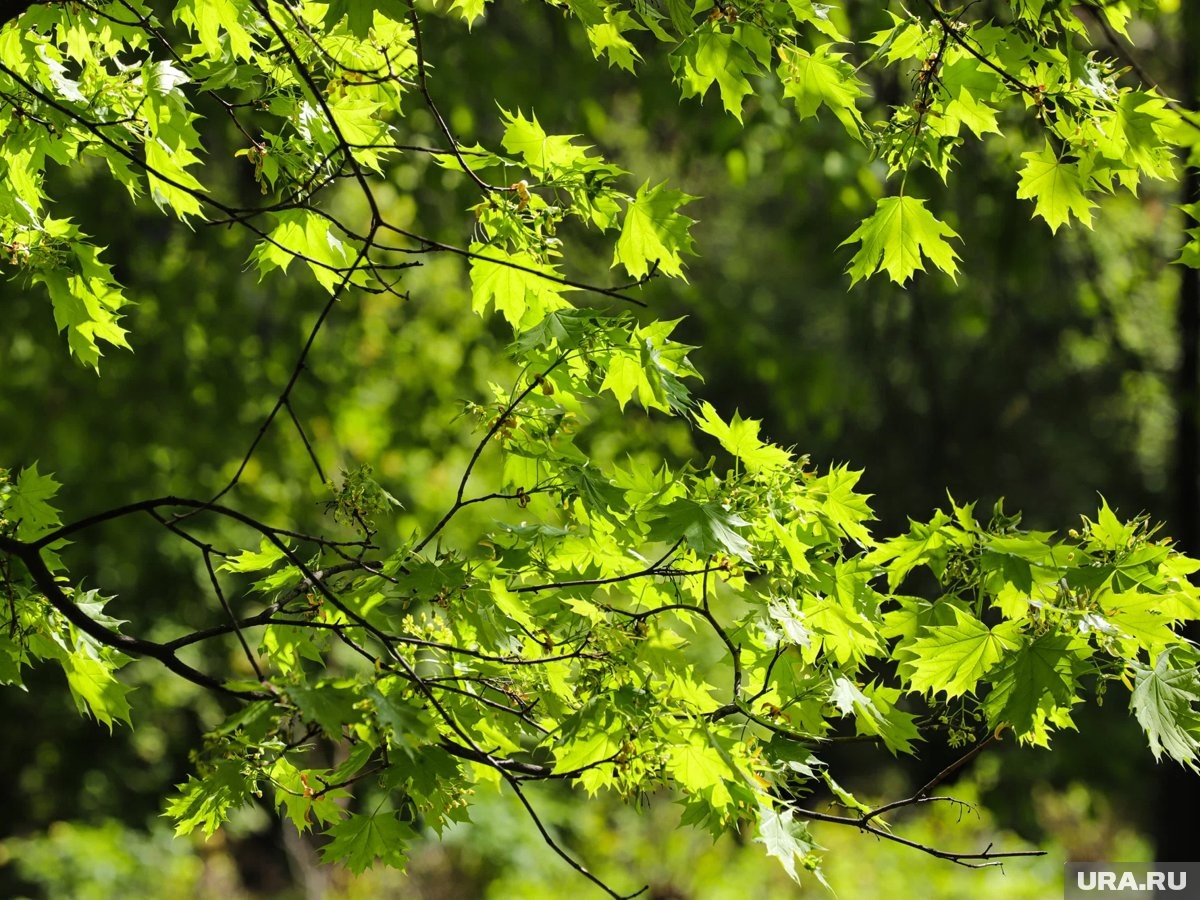     Рослесхоз опубликовал список инвазивных или чужеродных растений - в него вошел американский клен