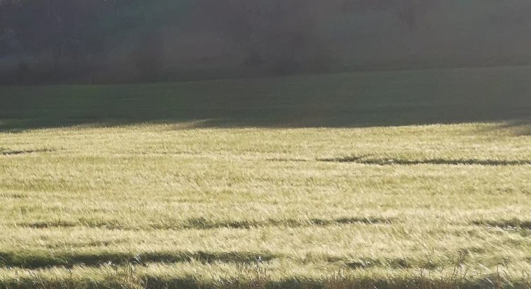    Фото: Лукьянов Дмитрий, AgroXXI.ru